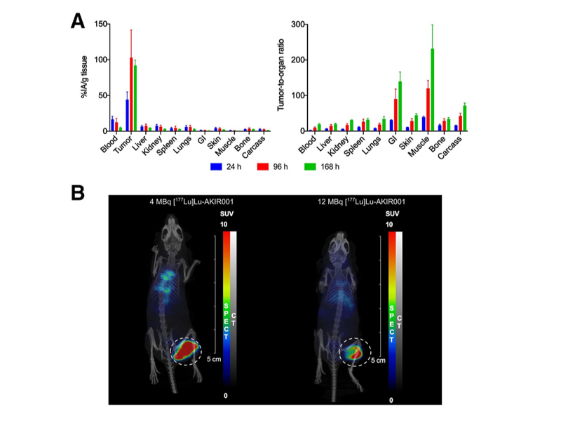 Biodistribution of [177Lu]Lu-AKIR001. (A) Mice (N =12) bearing BxPC3 tumors were injected with [177Lu]Lu-AKIR001 and dissected at 24 (N = 4), 96 (N = 4), and 168 h (N = 4) post injection. Error bars represent SD. (B) Representative SPECT/CT images at 96 h postejection gastrointestinal.
